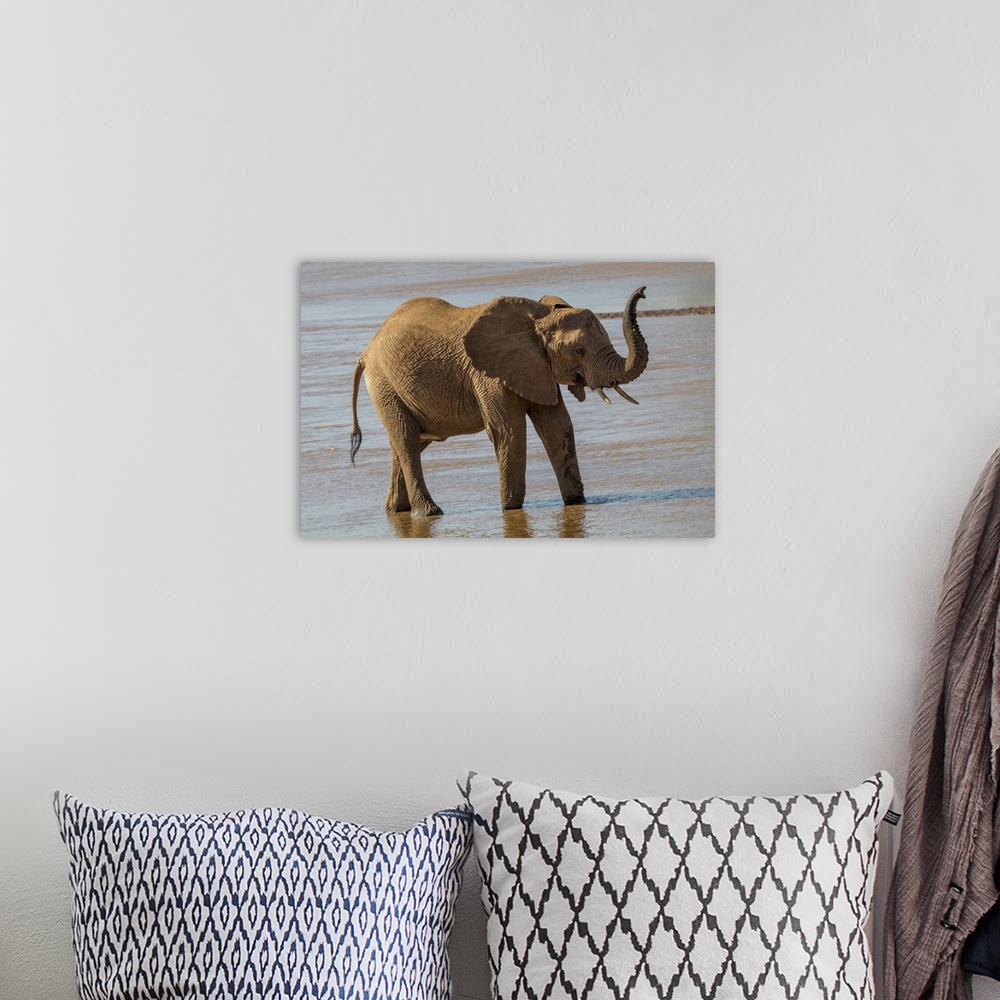 A bohemian room featuring Africa, Kenya, Samburu, Ewaso Ng'iro River, African elephant (Loxodonta africana).