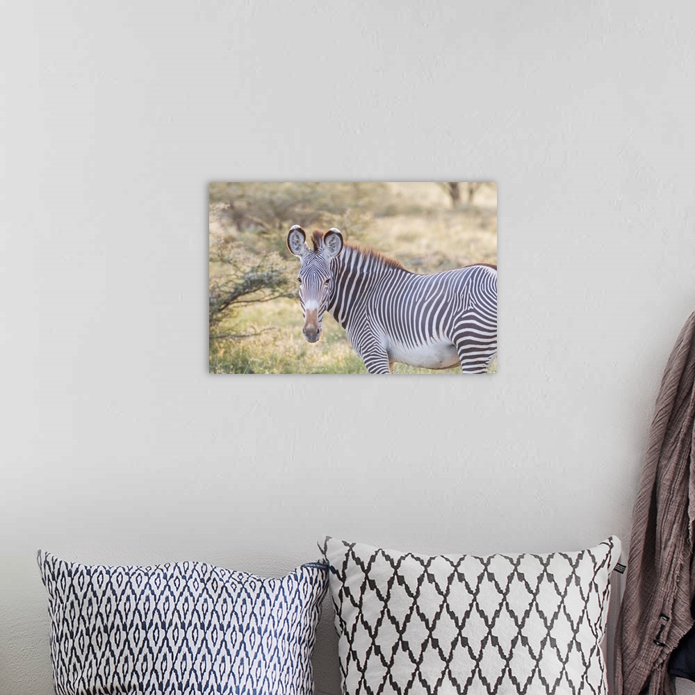 A bohemian room featuring Africa, Kenya, Samburu National Game Reserve and Park, Grevy's Zebra (equus Grevyi).