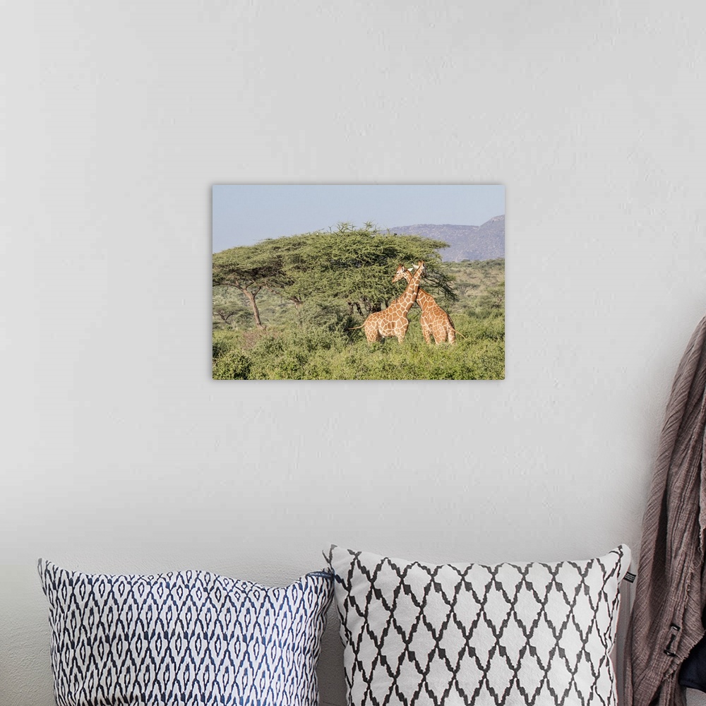A bohemian room featuring Africa, Kenya, Samburu National Park, Reticulated Giraffes (giraffa Camelopardalis Reticulata). A...
