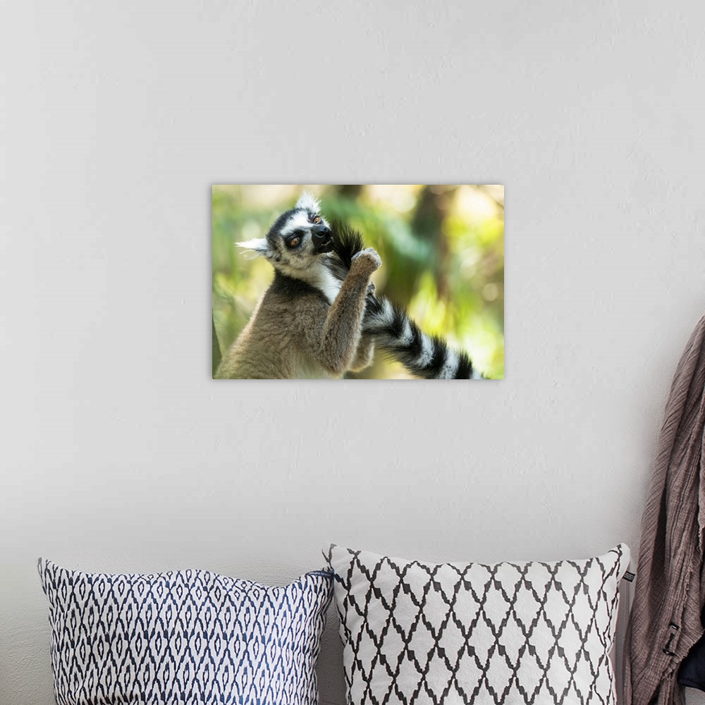 A bohemian room featuring Africa, Madagascar, Isalo National Park. Ring-tailed lemur grooms another lemur's tail.