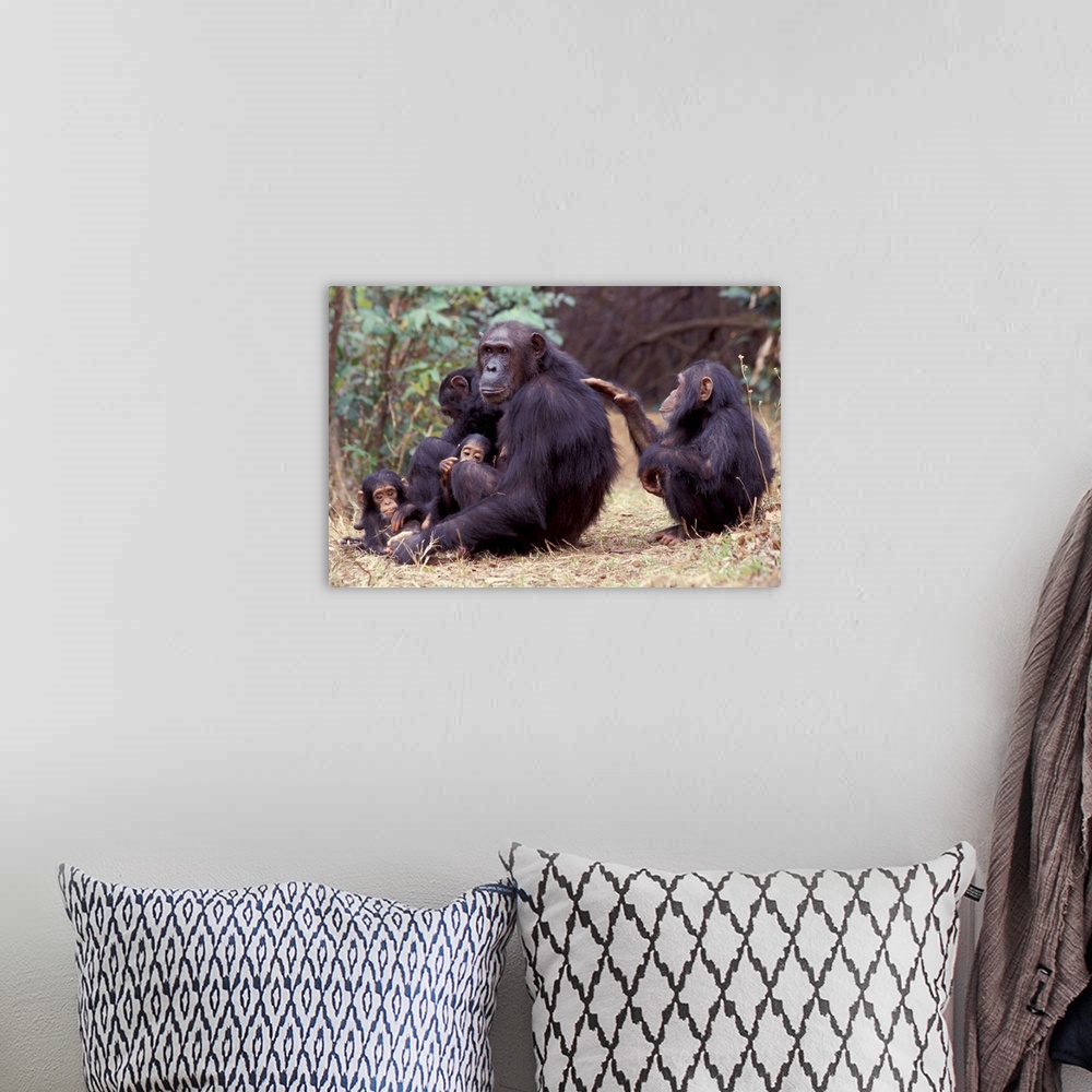 A bohemian room featuring Africa, Tanzania, Gombe NP Infant female chimpanzee (Pan troglodytes) grooms her mother.