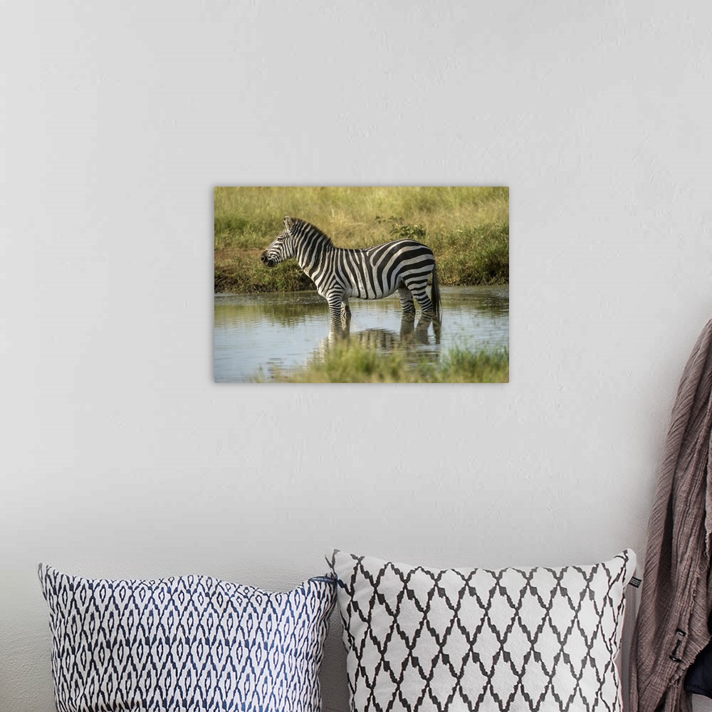 A bohemian room featuring Africa, Tanzania, Zebra