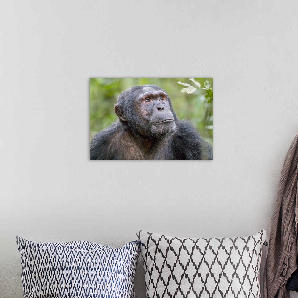 A bohemian room featuring Africa, Uganda, Kibale Forest National Park. Chimpanzee (Pan troglodytes) in forest. Head-shot, f...