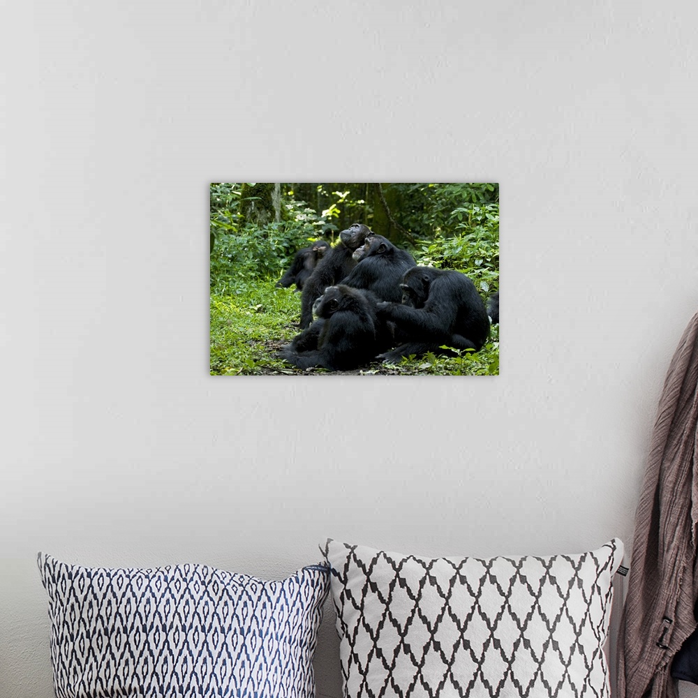 A bohemian room featuring Africa, Uganda, Kibale National Park, Ngogo Chimpanzee Project.  Chimpanzee males are attracted t...