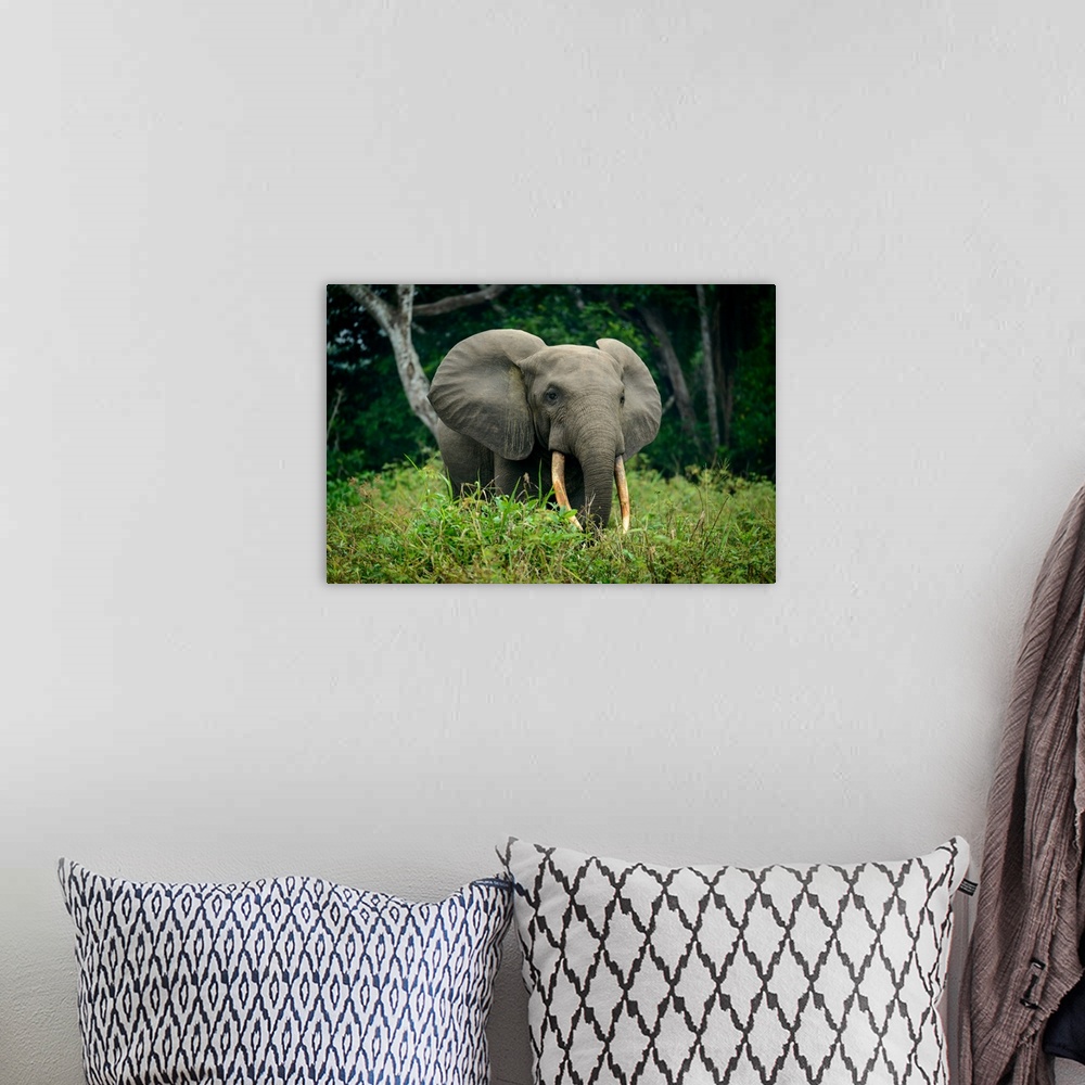 A bohemian room featuring African forest elephant (Loxodonta cyclotis). Odzala-Kokoua National Park. Cuvette-Ouest Region. ...