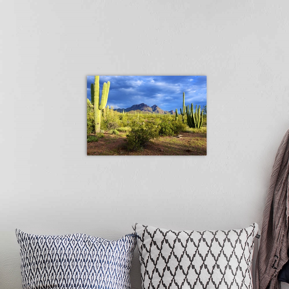 A bohemian room featuring Organ Pipe Cactus National Monument: Ajo Mountain Drive winds through the desert forest of Saguar...