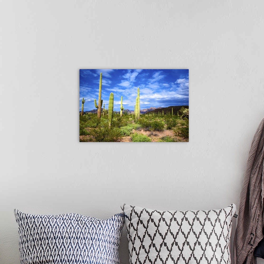 A bohemian room featuring Organ Pipe Cactus National Monument: Ajo Mountain Drive winds through the desert forest of Saguar...
