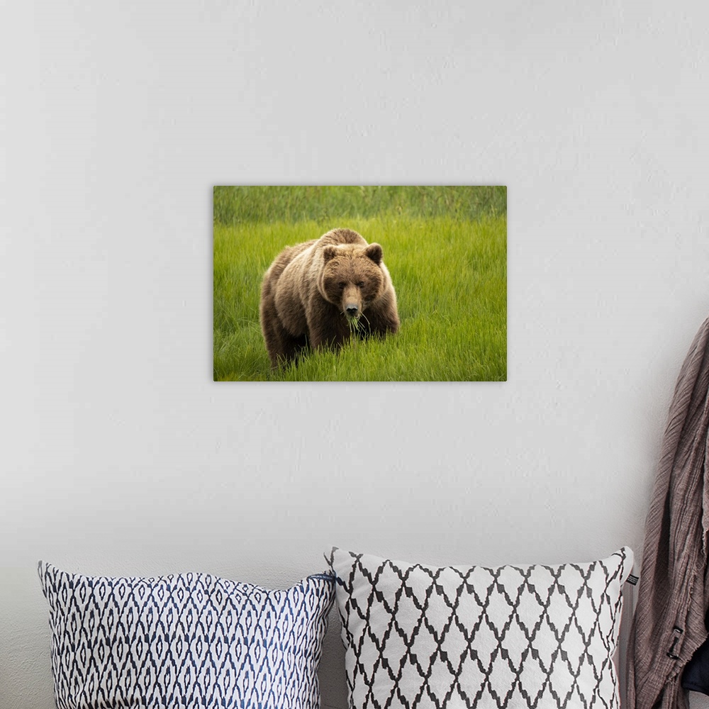A bohemian room featuring Alaska, USA. Grizzly bear eating grass.