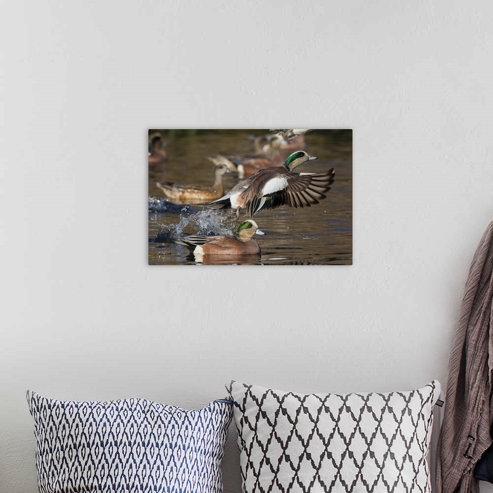 A bohemian room featuring American Wigeon Taking Flight.