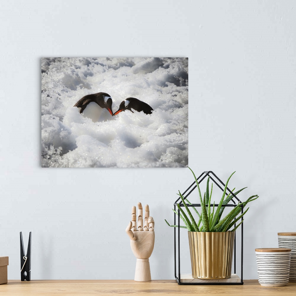 A bohemian room featuring Antarctica. A pair of Gentoo penguins touching beaks.