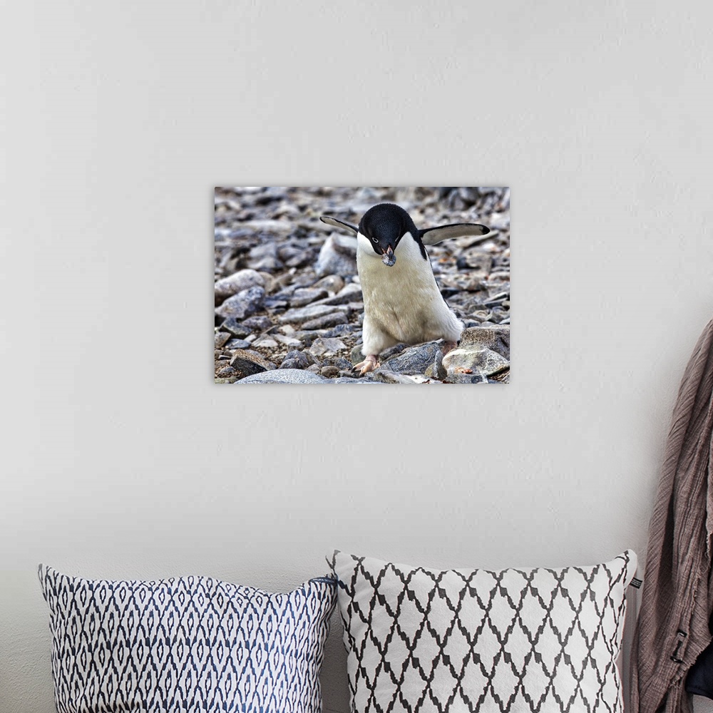 A bohemian room featuring Antarctica. Adelie Penguin gathers a pebble for a nest.