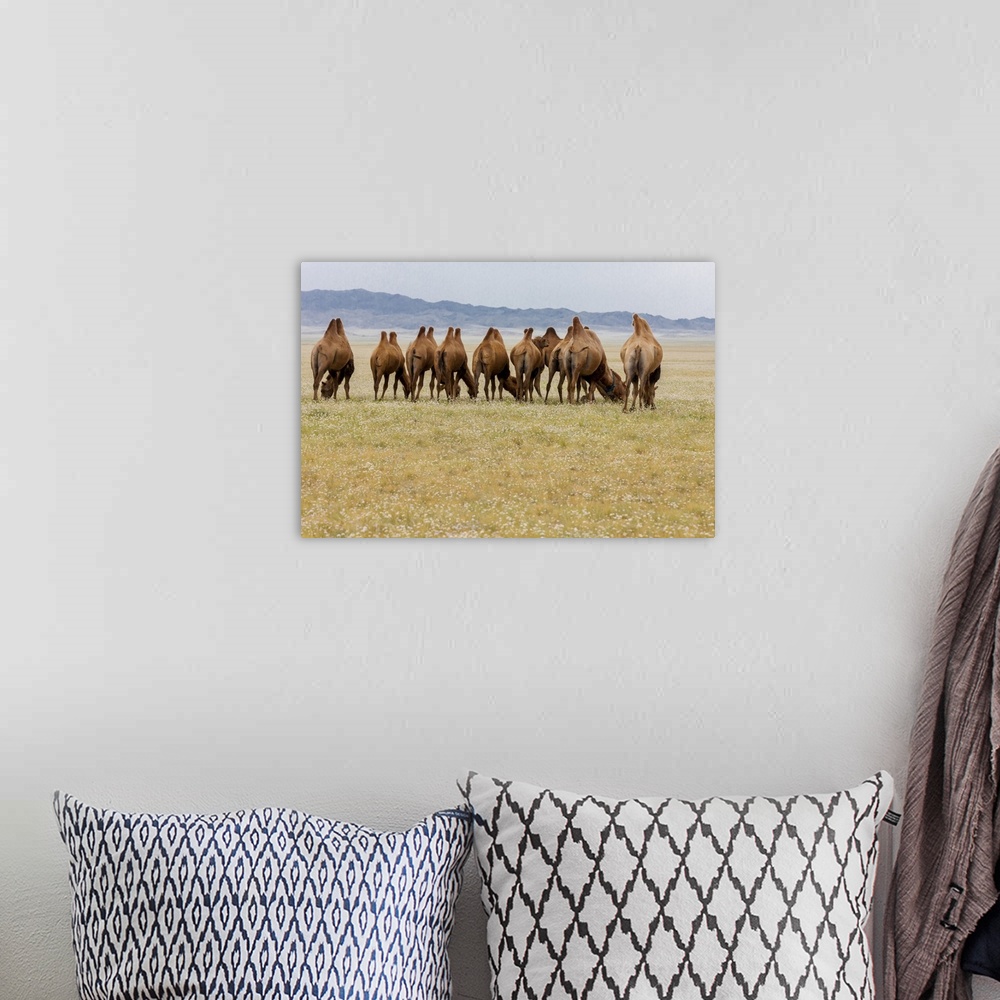 A bohemian room featuring Bactrian Camel Herd. Gobi Desert. Mongolia.