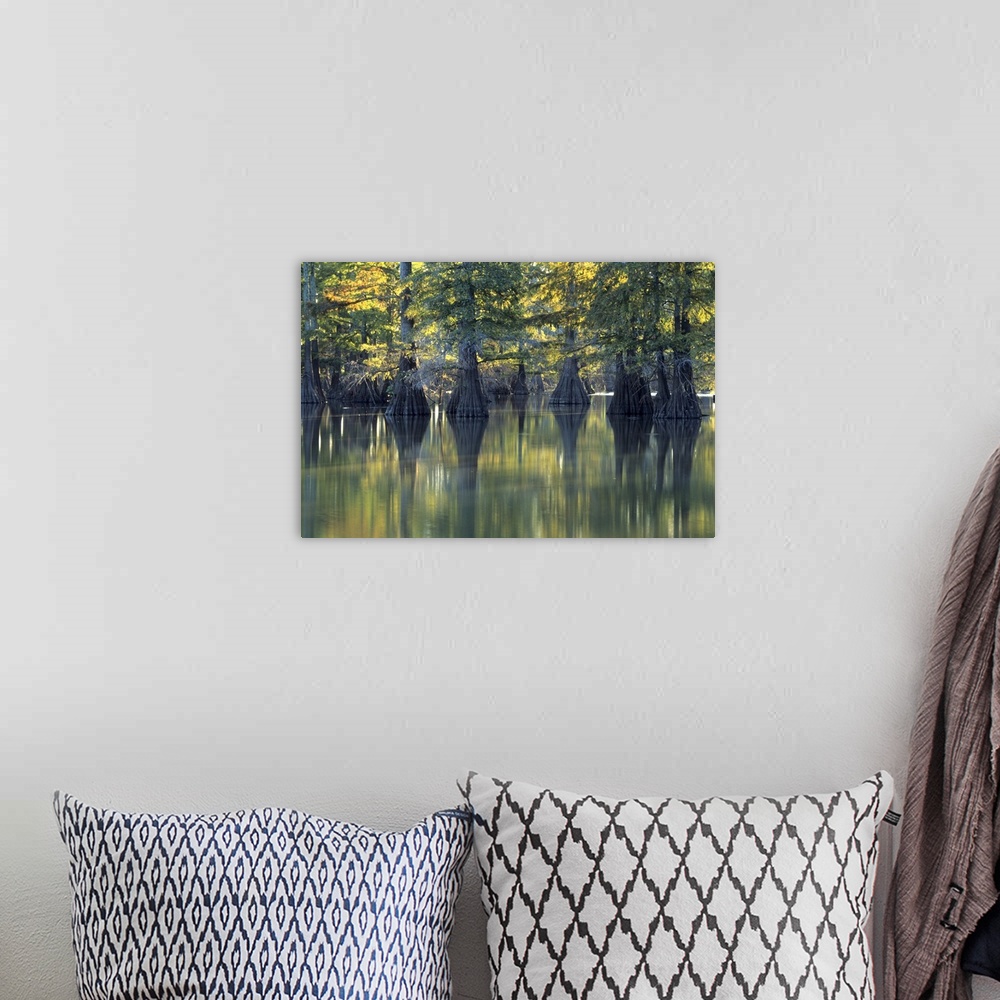 A bohemian room featuring Bald Cypress trees Horseshoe Lake