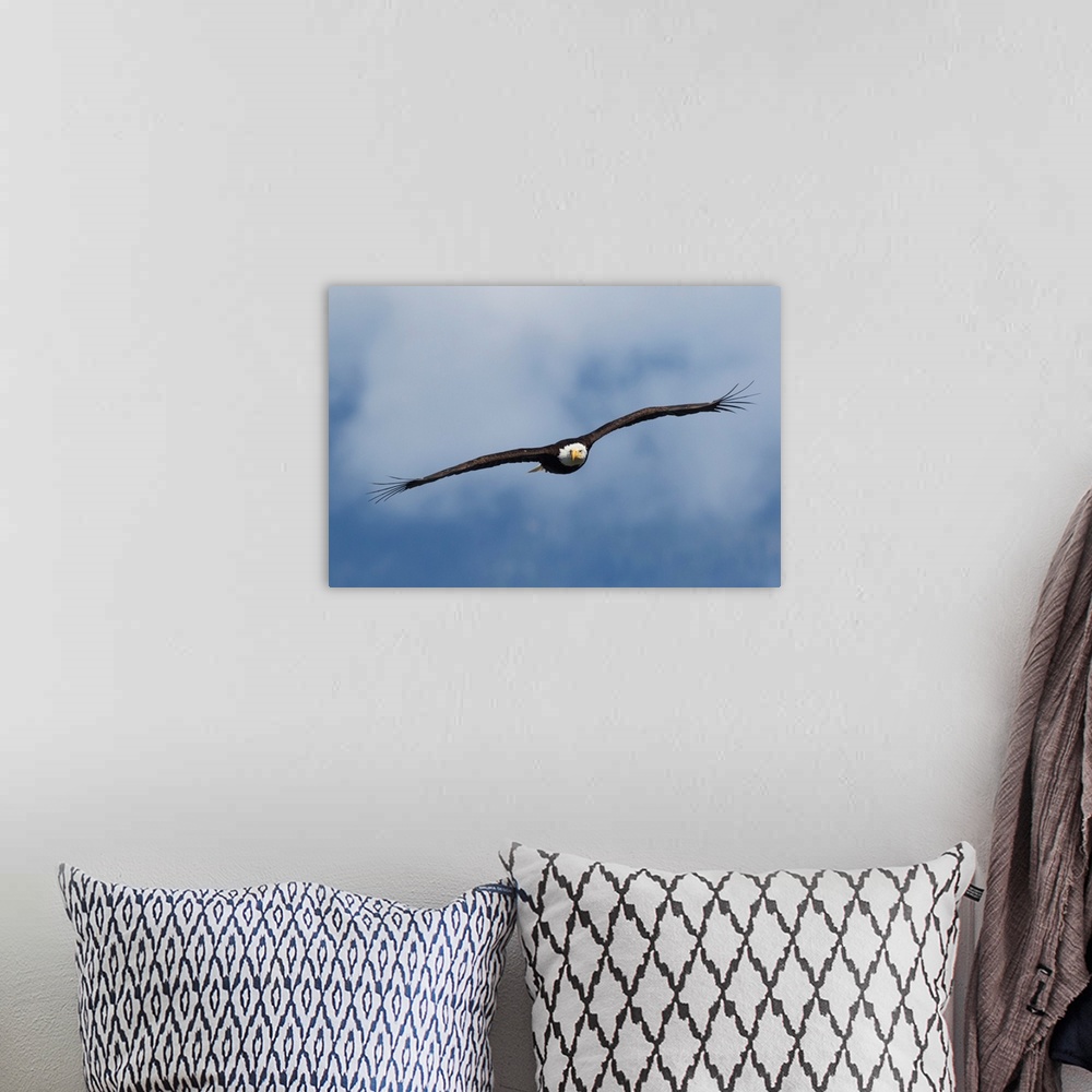 A bohemian room featuring Bald Eagle in Flight