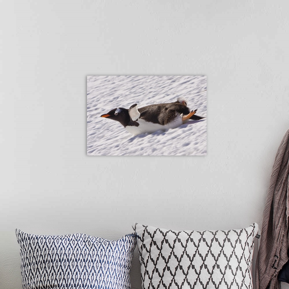 A bohemian room featuring Barrientos Island, Antarctica. Gentoo Penguin slides on its stomach. Digitally Altered.