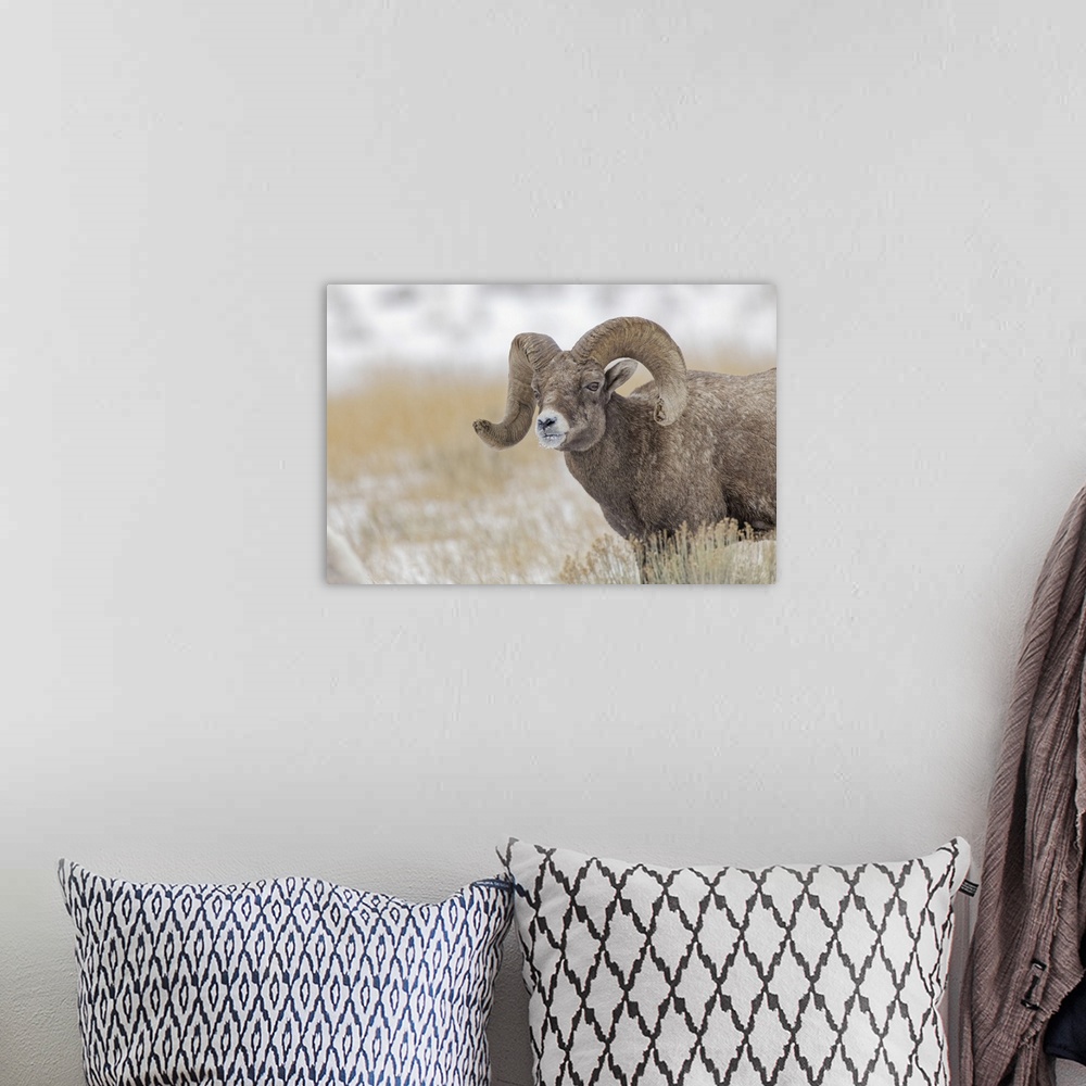 A bohemian room featuring Bighorn sheep in winter. Grand Teton National Park, Wyoming. United States, Wyoming.