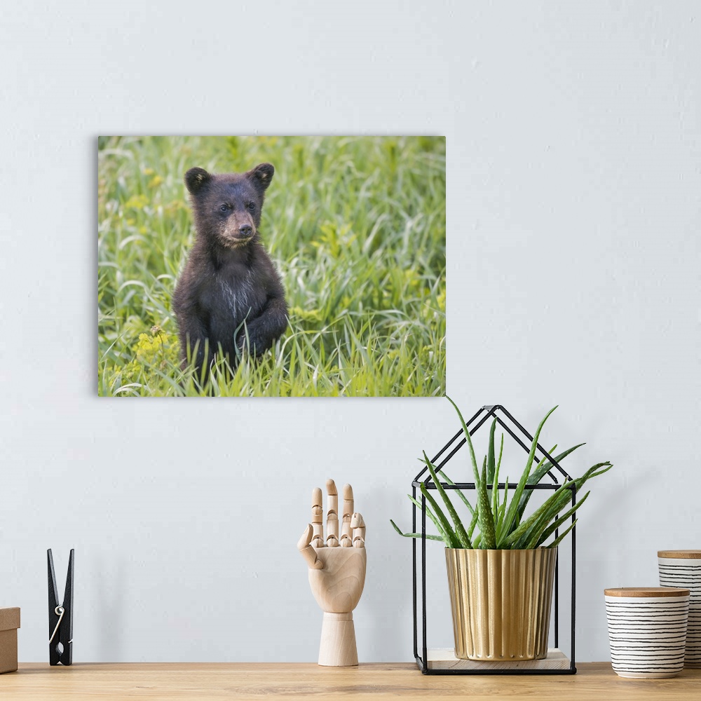 A bohemian room featuring Black bear cub in spring.