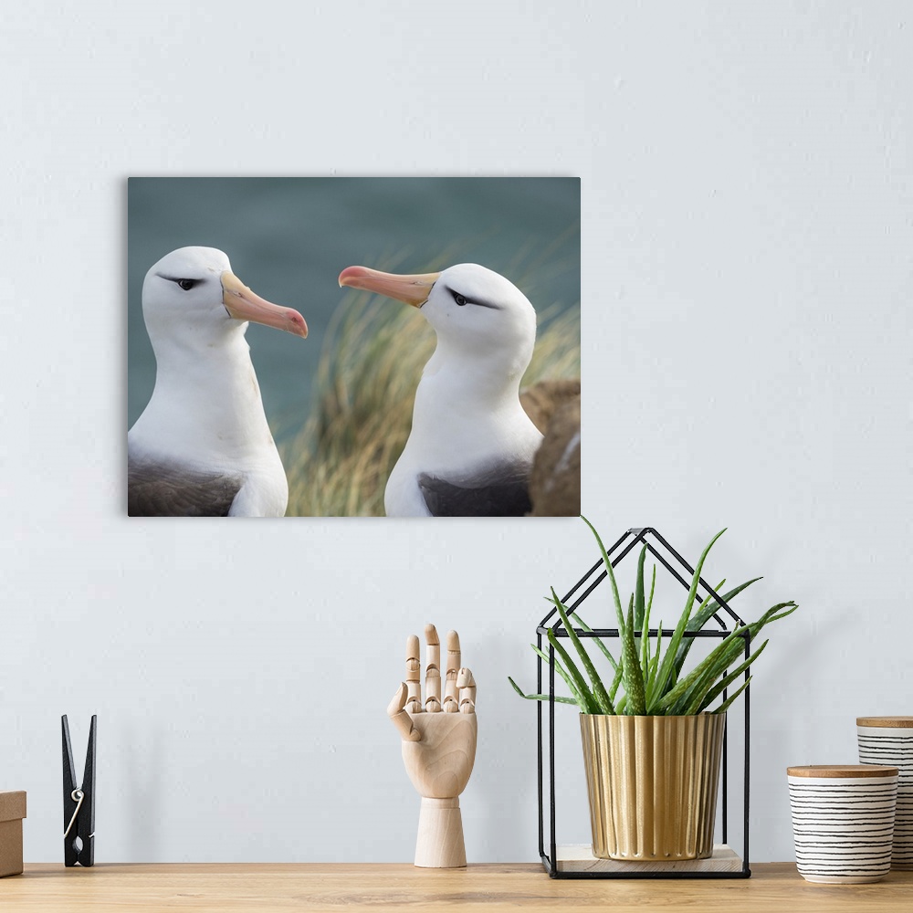 A bohemian room featuring Black-browed albatross, typical courtship and greeting behavior, Falkland Islands.