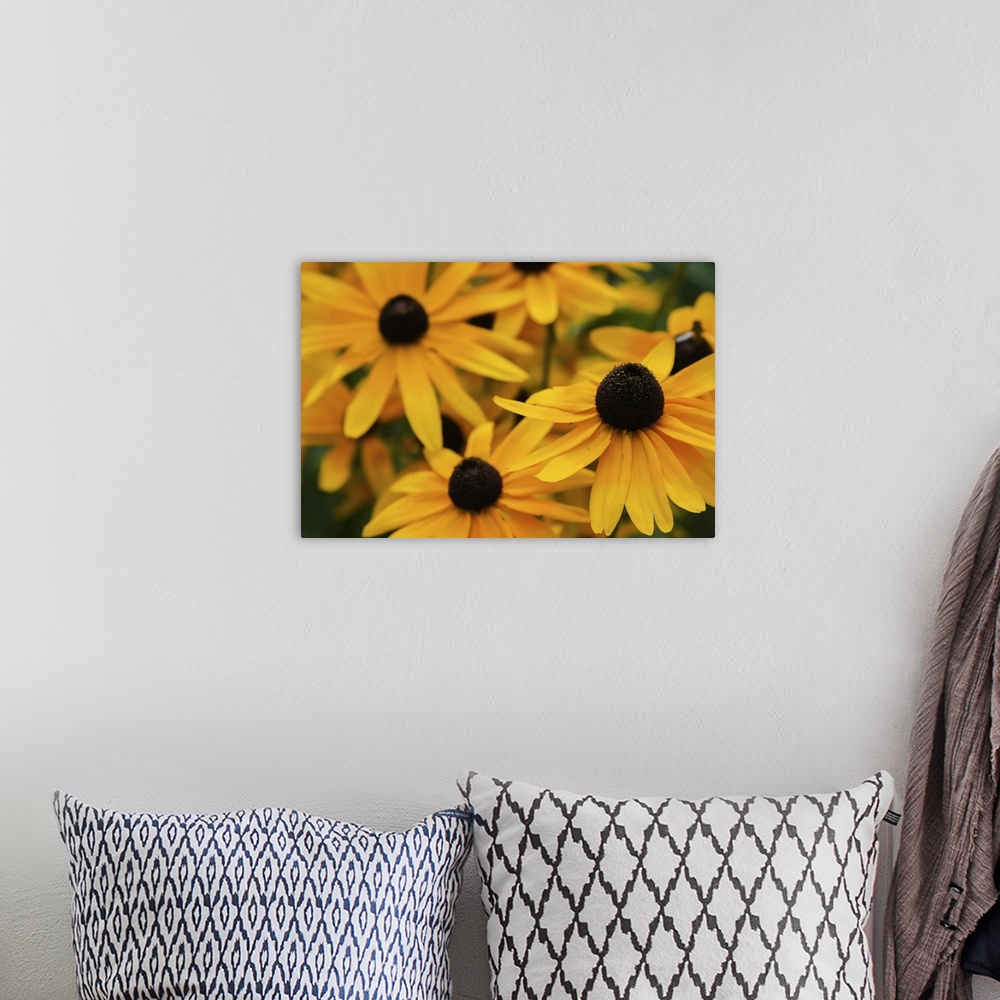 A bohemian room featuring Black-eyed Susan flowers