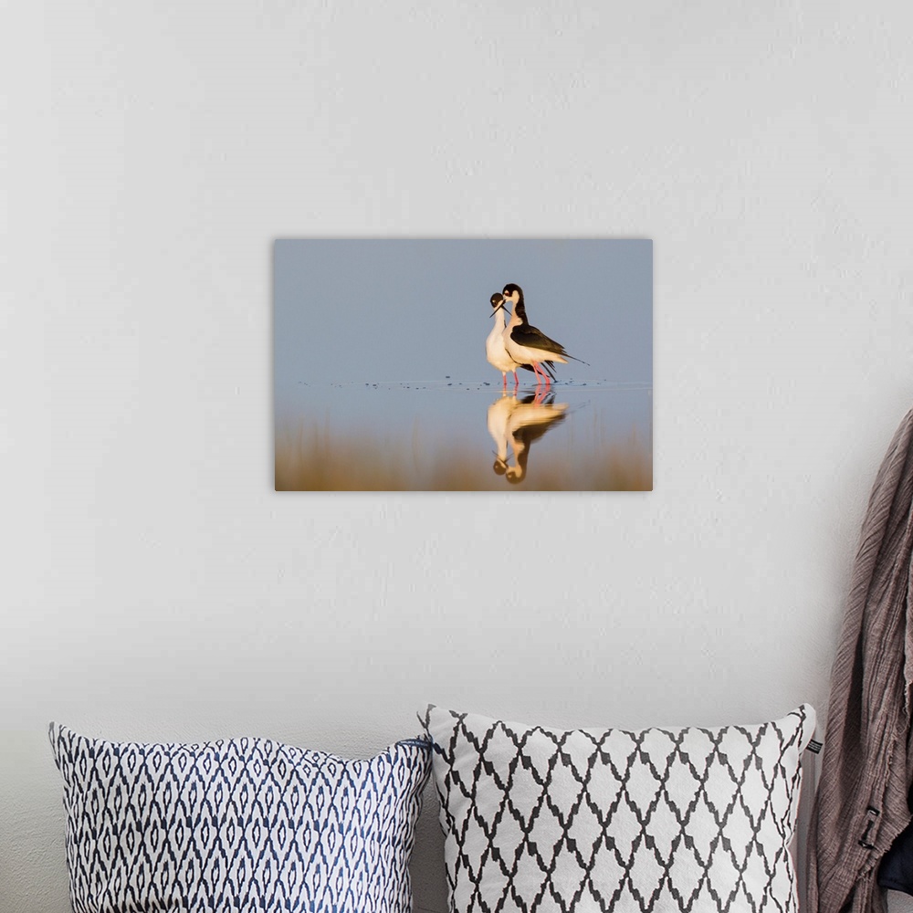 A bohemian room featuring Black-necked Stilts, Courtship dance.