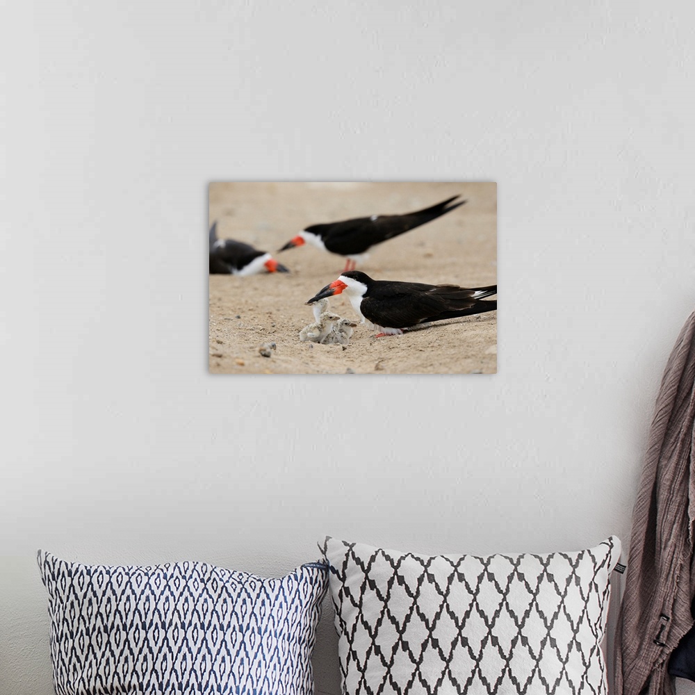 A bohemian room featuring Black Skimmer (Rynchops niger), adult with young, Port Isabel, Laguna Madre, South Padre Island, ...