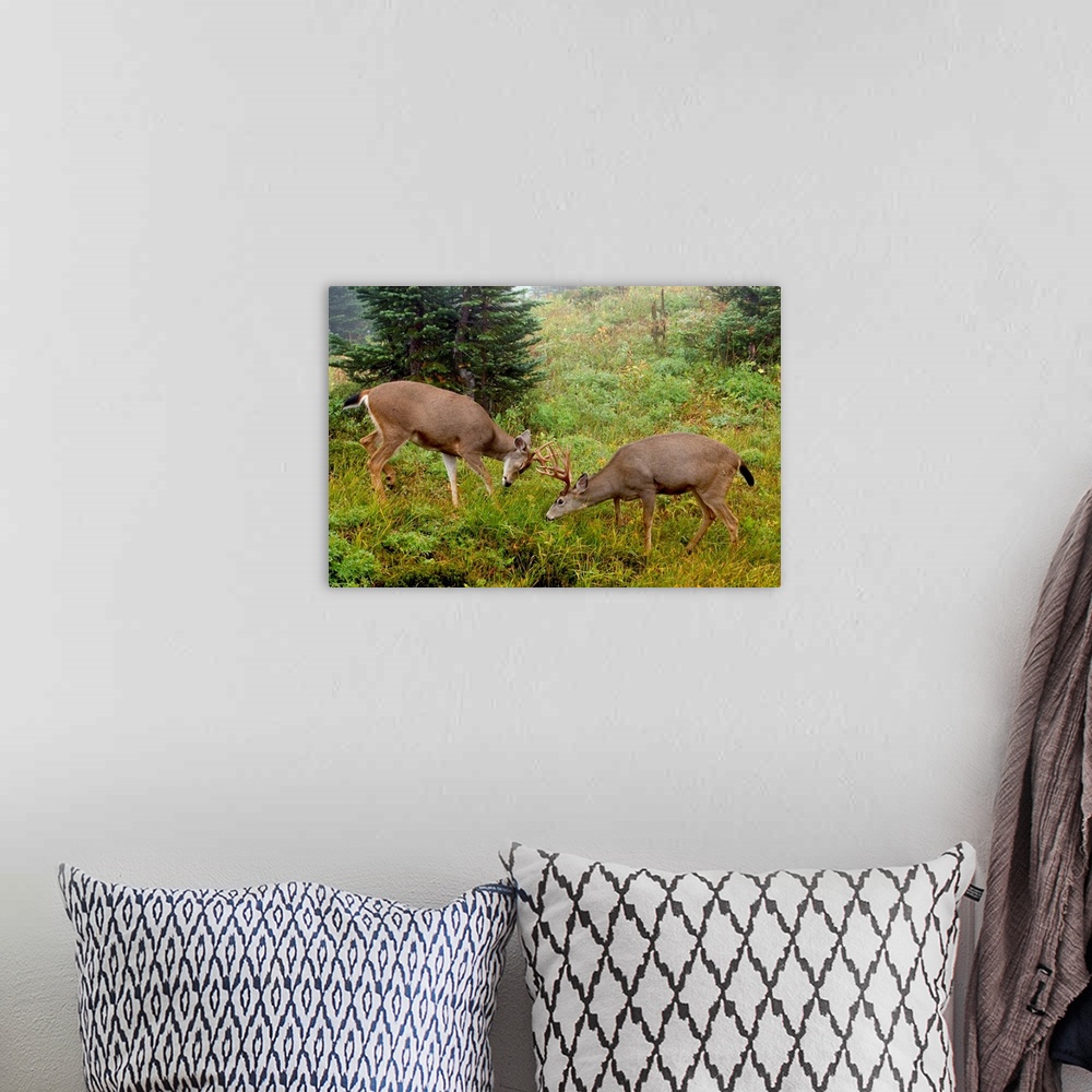 A bohemian room featuring Black-tail Deer Bucks Sparring