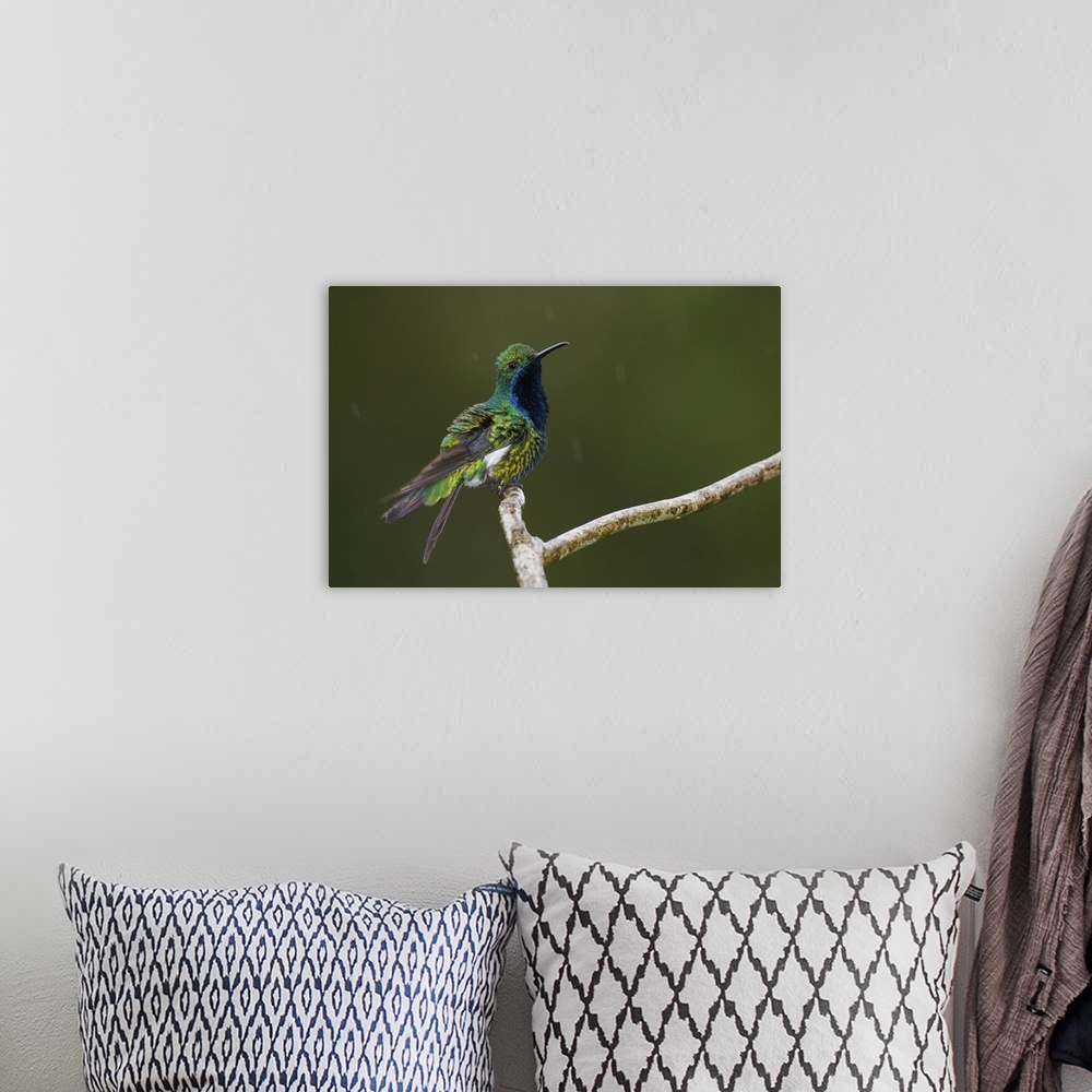A bohemian room featuring Black-throated Mango Hummingbird