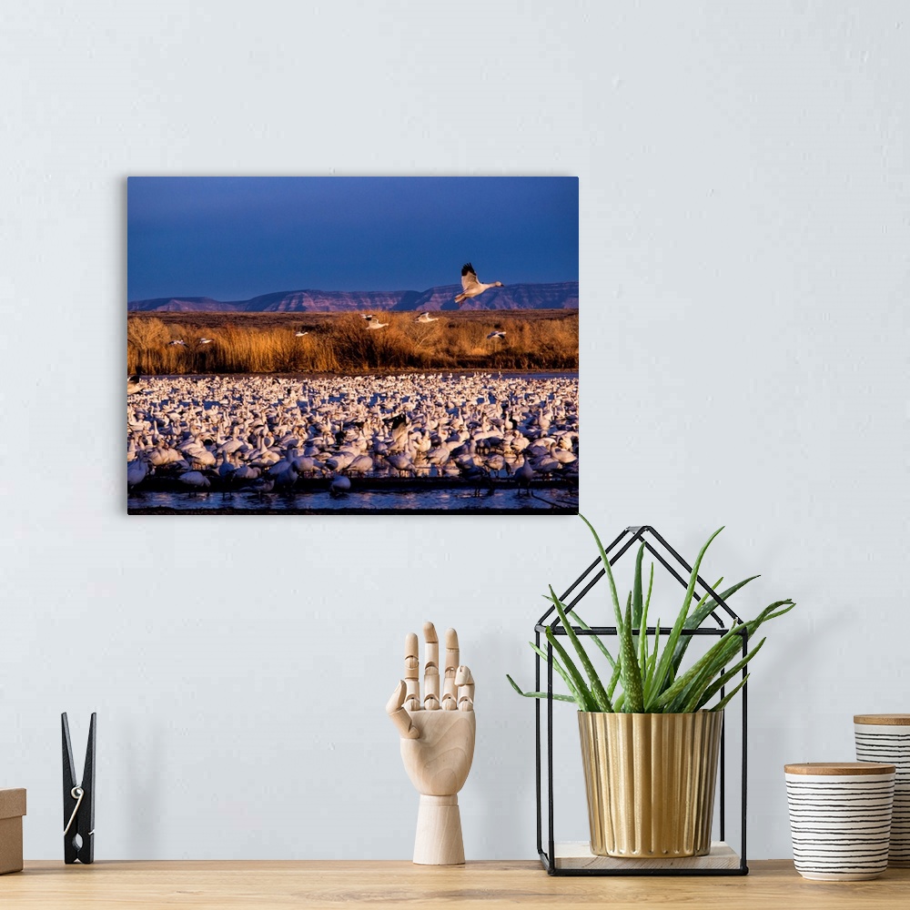 A bohemian room featuring North America, USA, New Mexico,  Bosque del Apache National Wildlife Refuge, Lesser Snow Geese (C...