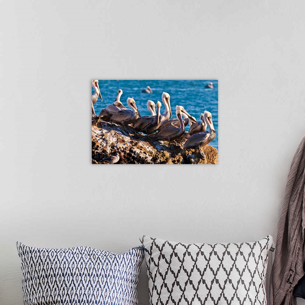 A bohemian room featuring California brown pelicans (Pelecanus occidentalis), Avila Beach, California USA.