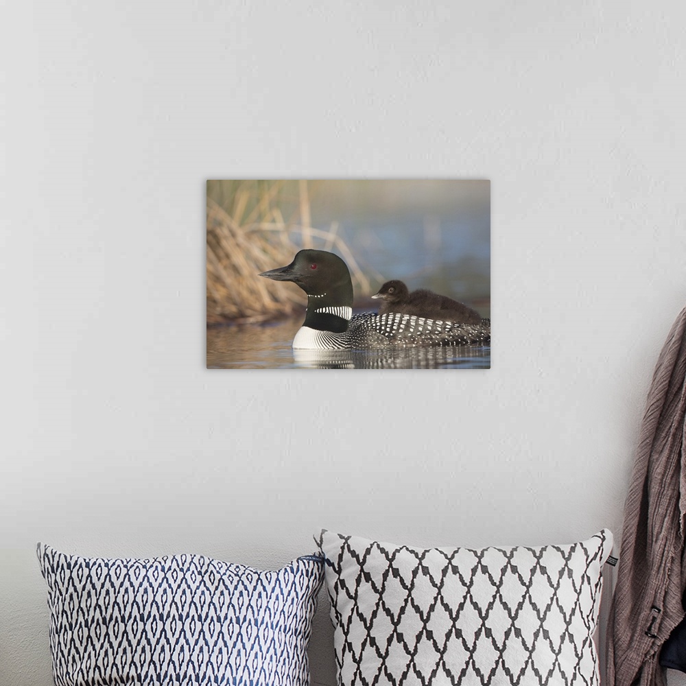A bohemian room featuring Canada, British Columbia. Adult Common Loon  (Gavia immer) floats with a chick on its back.