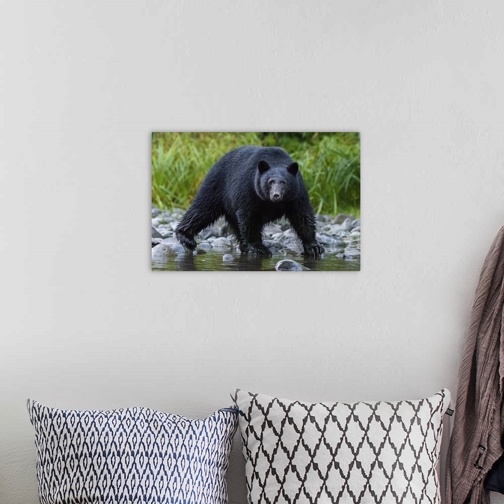 A bohemian room featuring Canada, British Columbia. Black bear searches for fish at rivers edge.