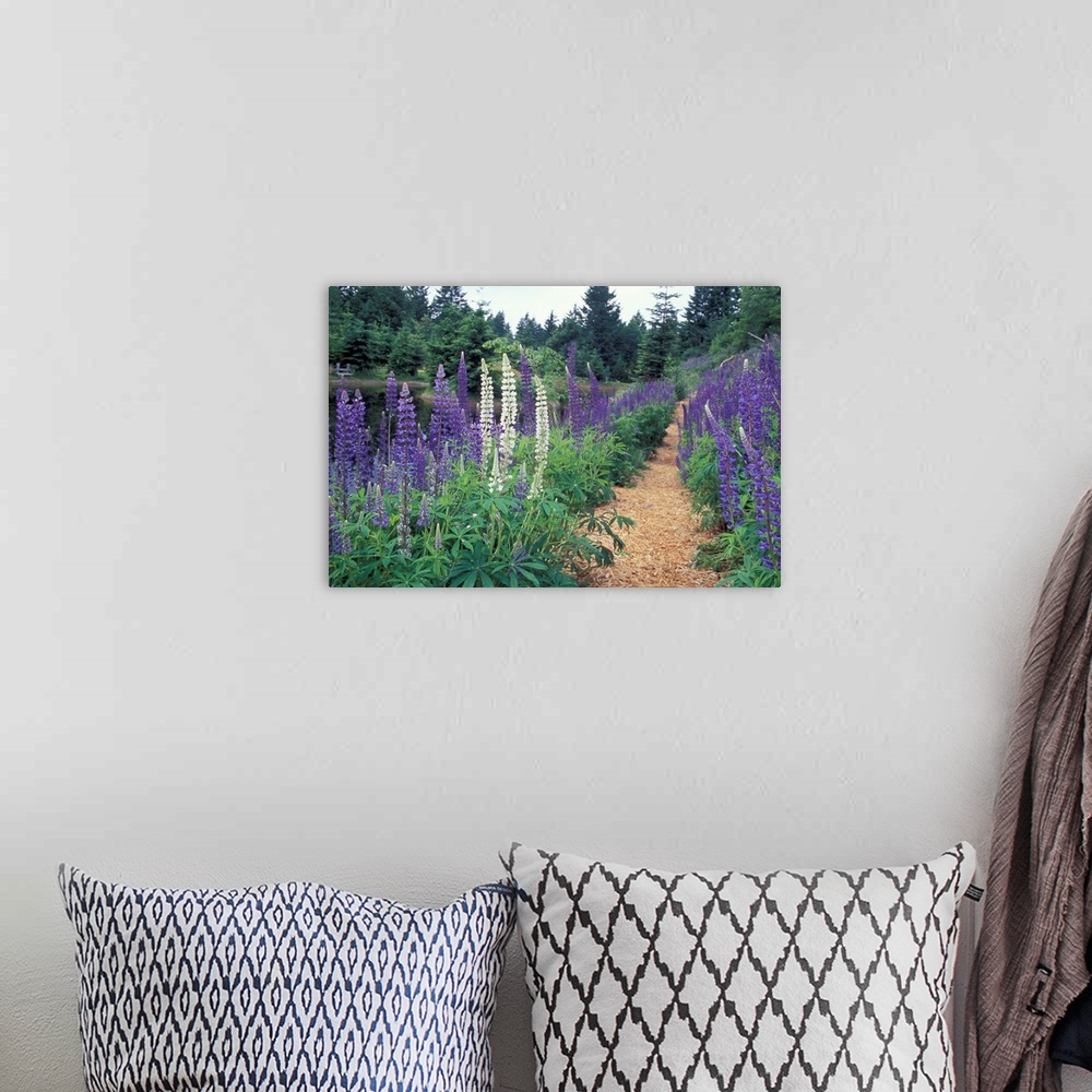 A bohemian room featuring NA, Canada, BC, Vancouver Island, Comox Valley, Kitty Coleman Woodland Gardens.Lupines by a pond