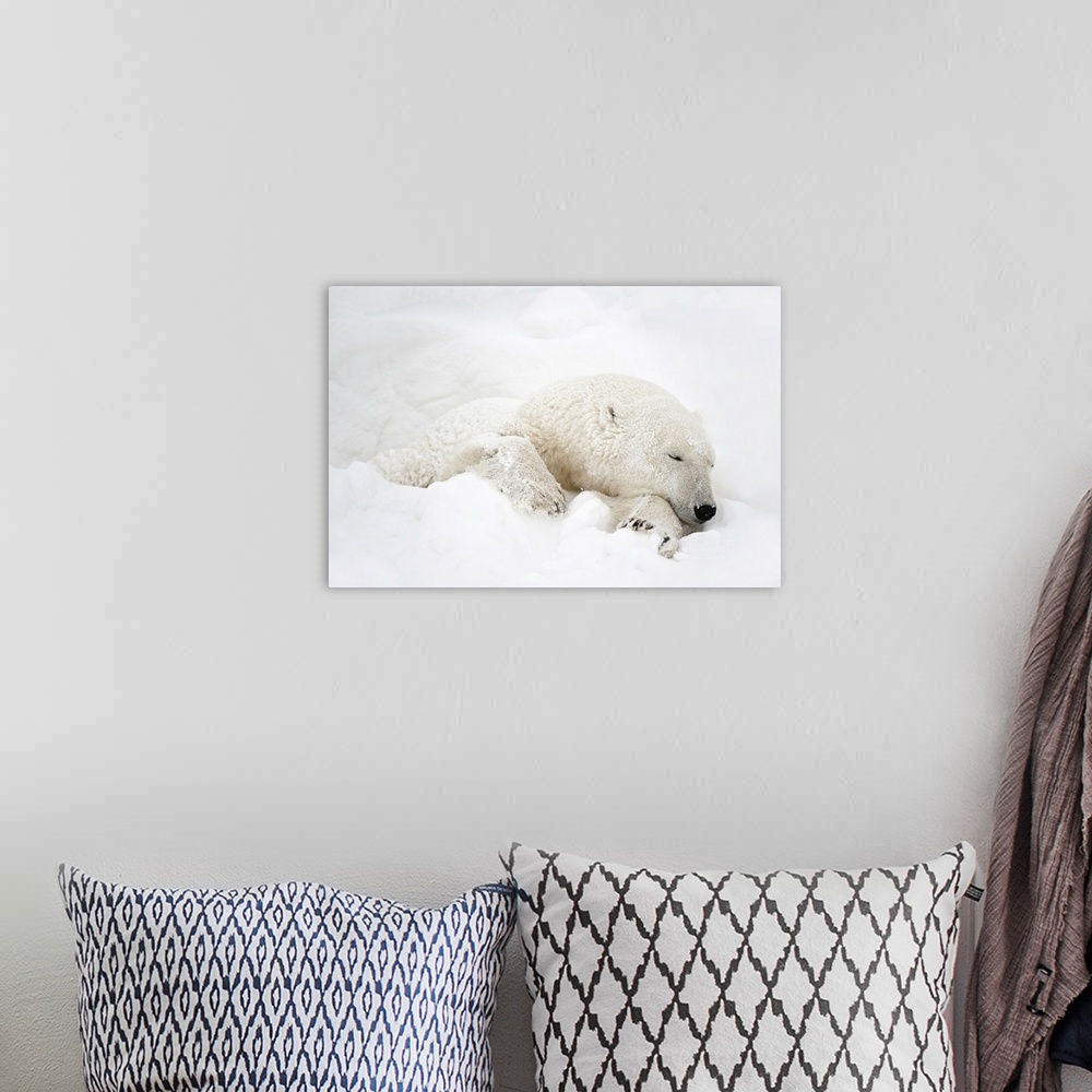 A bohemian room featuring Canada, Manitoba, Churchill. Polar bear sleeping in snow.