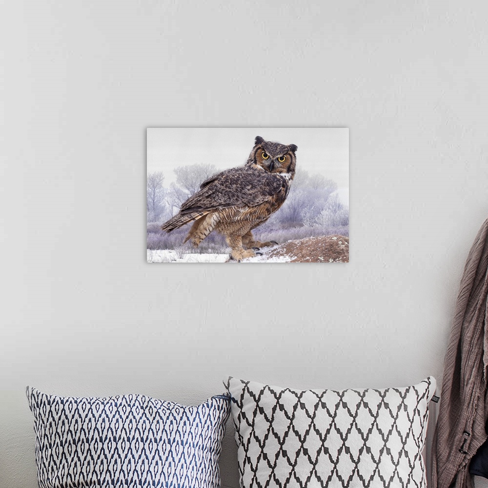 A bohemian room featuring Canada, Ontario. Great horned owl close-up.