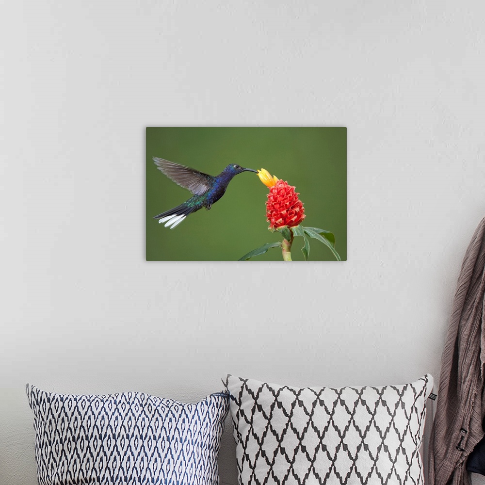 A bohemian room featuring Caribbean, Costa Rica. Violet sabrewing hummingbird feeding.