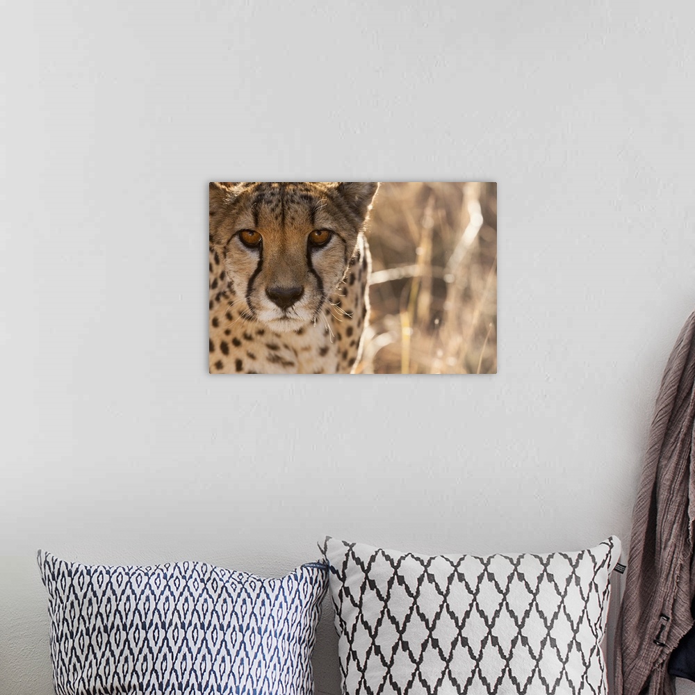 A bohemian room featuring Cheetah Conservation Fund, Namibia. Africa. Off-center close-up of a cheetah.