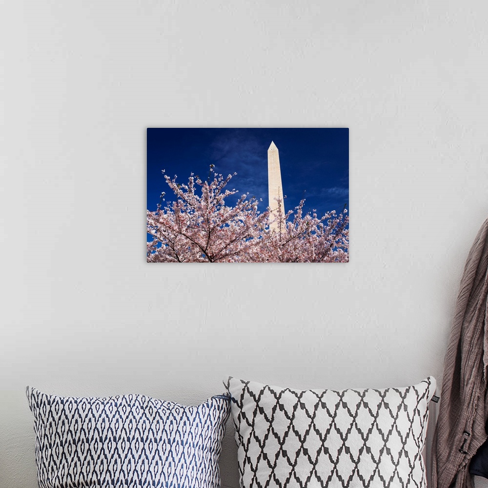 A bohemian room featuring Cherry blossoms under the Washington Monument, Washington, DC USA