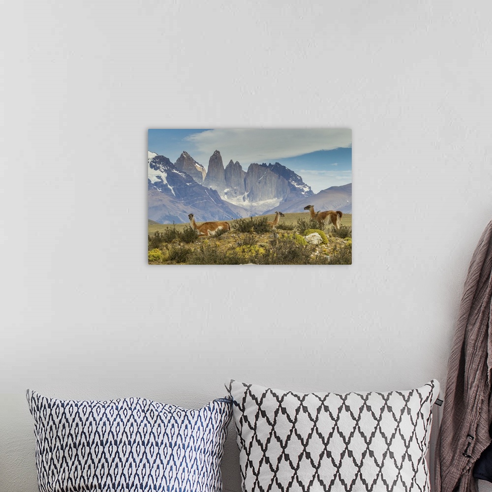 A bohemian room featuring South America, Chile, Patagonia, Torres del Paine. Guanacos in field.