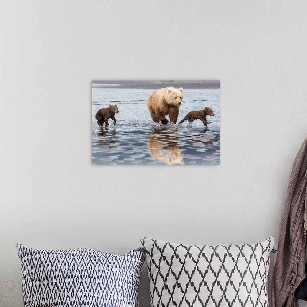 A bohemian room featuring Coastal Grizzly bear (ursus arctos) mother and cubs run across mud flat, Lake Clark National Park...