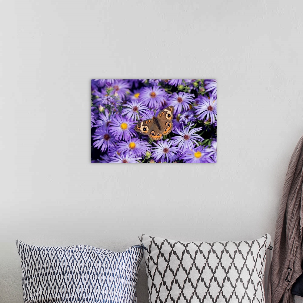 A bohemian room featuring Common Buckeye (Junonia coenia) on Frikart's Aster (Aster frikartii) Marion Co. IL