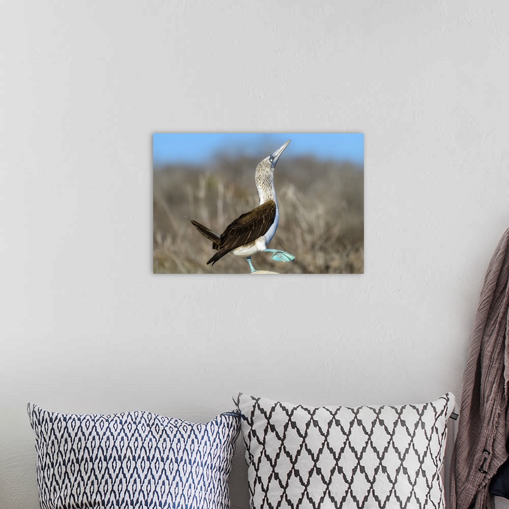 A bohemian room featuring Ecuador, Galapagos Islands, North Seymour Island. Blue-footed booby preforming mating dance.