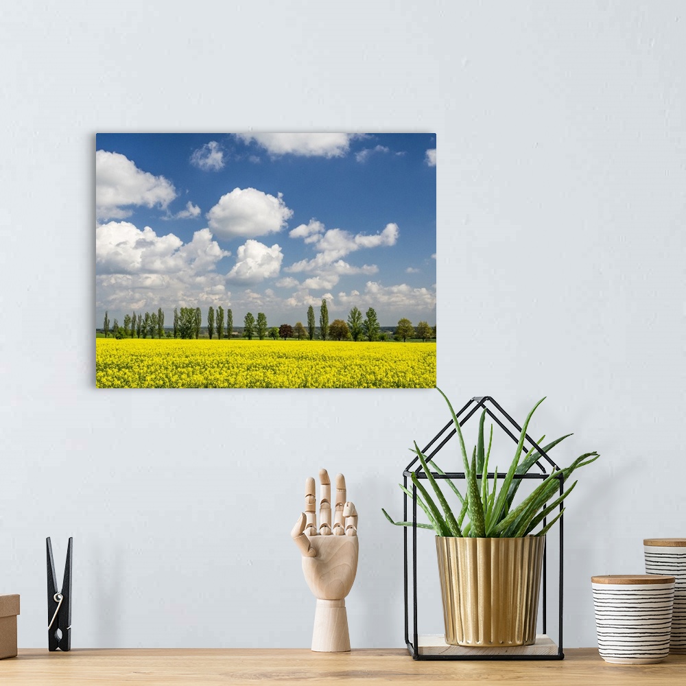 A bohemian room featuring Europe, Czech Republic. Canola field and tree line.
