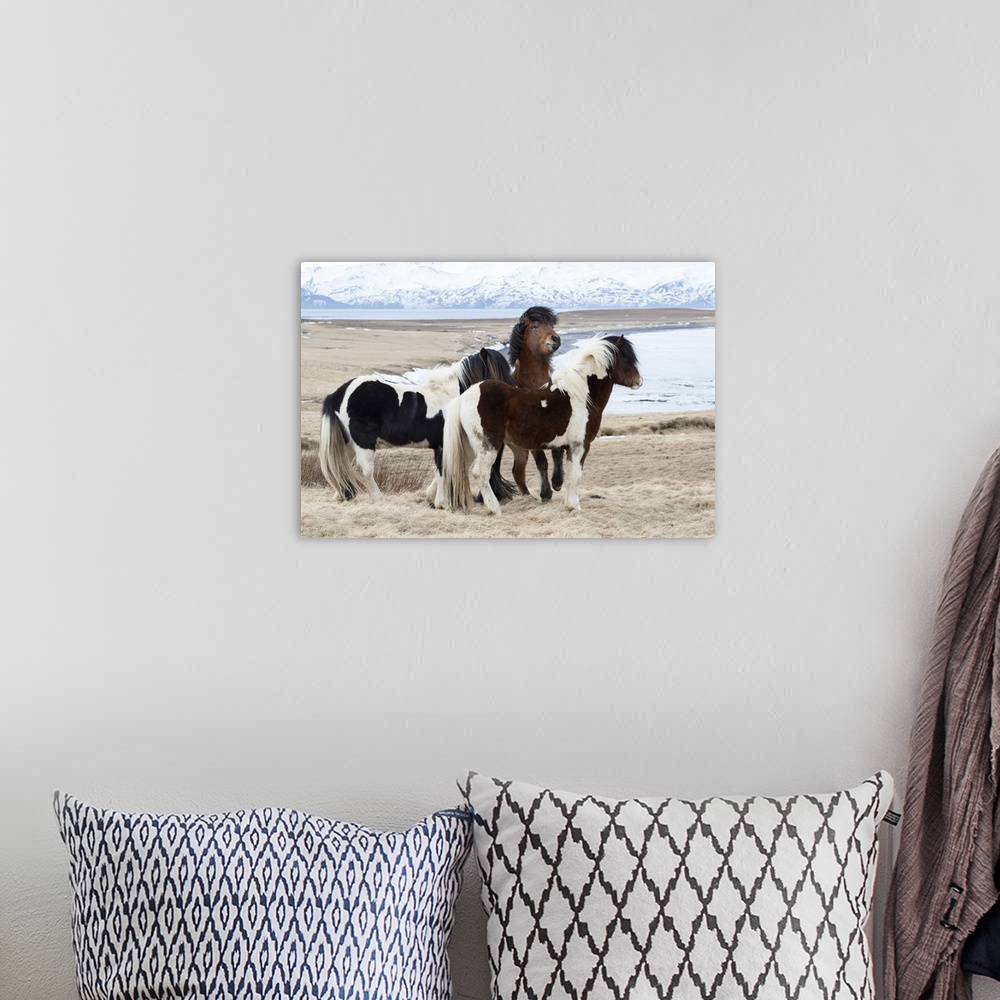 A bohemian room featuring Europe, Iceland, North Iceland, near Akureyri. Icelandic horses have thick manes and coats that p...
