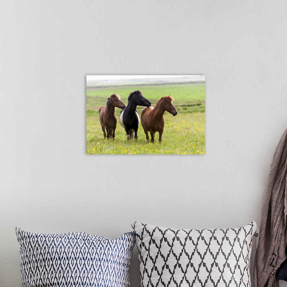 A bohemian room featuring Europe, Iceland, Southwest Iceland. Icelandic horses enjoy a wildflower strewn field.