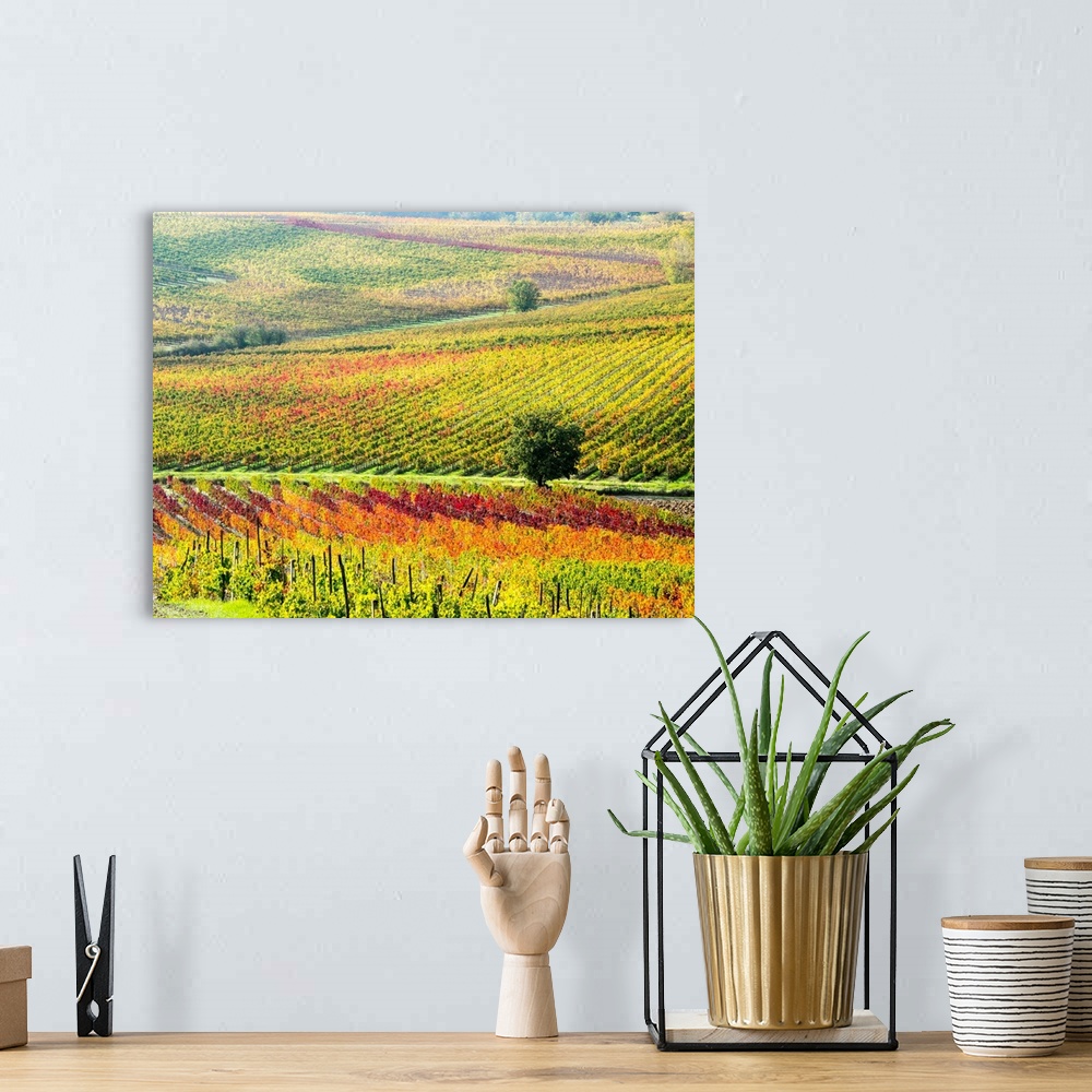 A bohemian room featuring Europe, Italy' Montepulciano, Autumn Vinyards in full color near Montepulciano.
