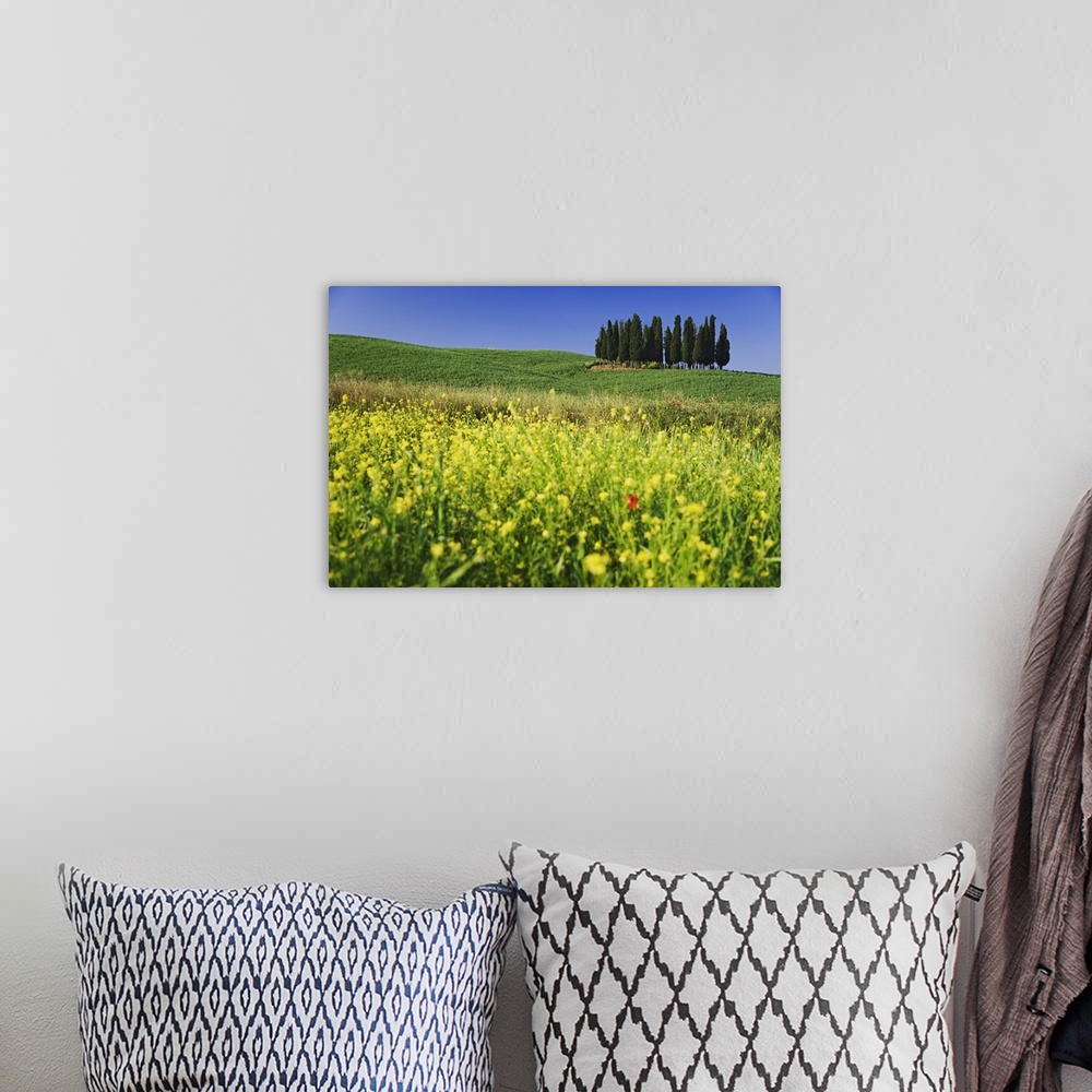 A bohemian room featuring Europe, Italy, Tuscany. Cypress trees and wildflowers on hill.
