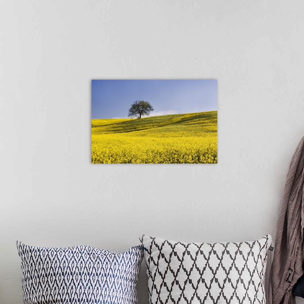 A bohemian room featuring Europe, Italy, Tuscany. Lone oak tree on flower-covered hillside.