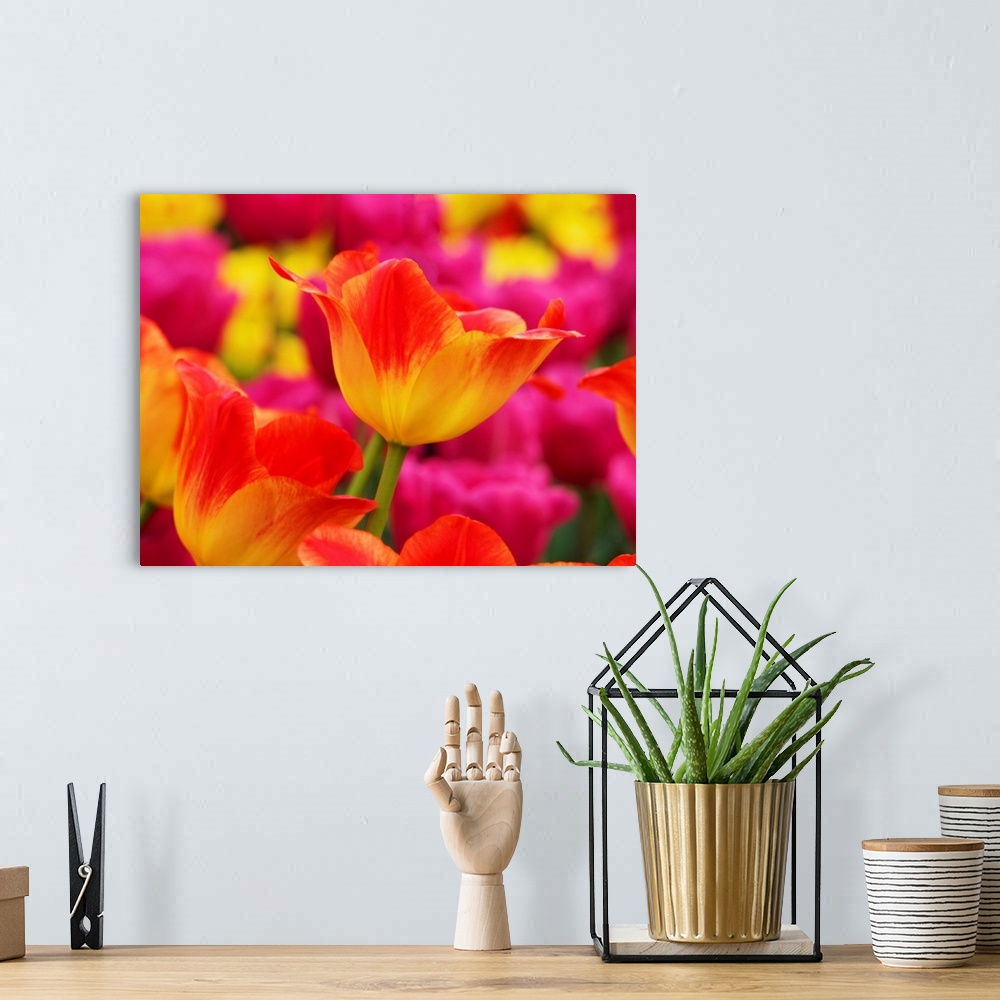 A bohemian room featuring Europe, Netherlands, Macro image of Colorful Tuliip.