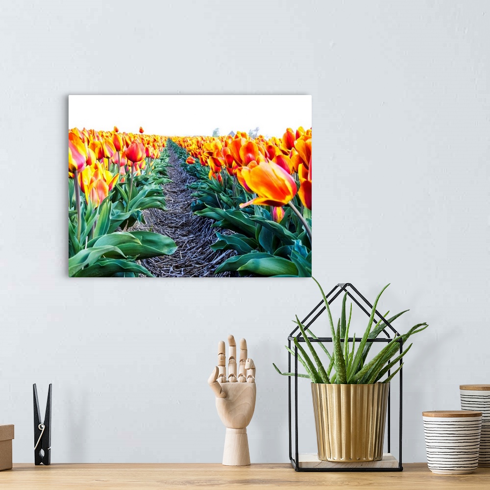 A bohemian room featuring Europe, Netherlands, Nord Holland, Tulip Row of bright Orange and Yellow Tulips.