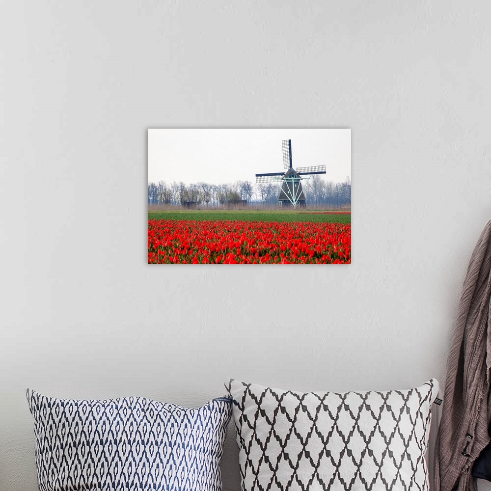 A bohemian room featuring Europe, Netherlands, Old Wooden Windmill in a Field of Red Tulips.